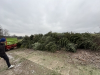 Christbaumsammelaktion 2025